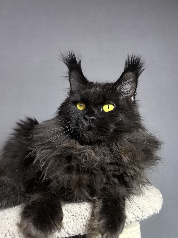 Zaika  Akbars - Adult maine-coon 1 year 10 months 1 week