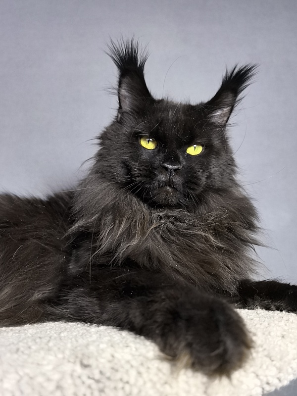 Zaika  Akbars - Adult maine-coon 1 year 10 months 1 week