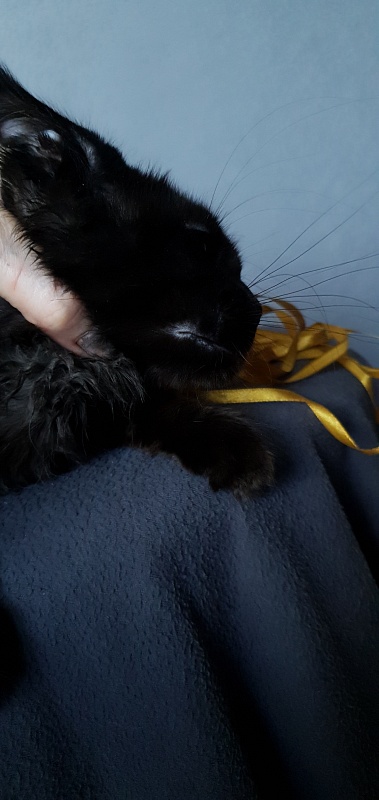 Zaika Akbars - Kitten maine-coon 3.5 months