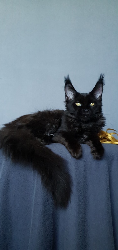 Zaika Akbars - Kitten maine-coon 3.5 months