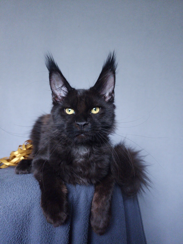 Zaika Akbars - Kitten maine-coon 3 months 3.5 weeks