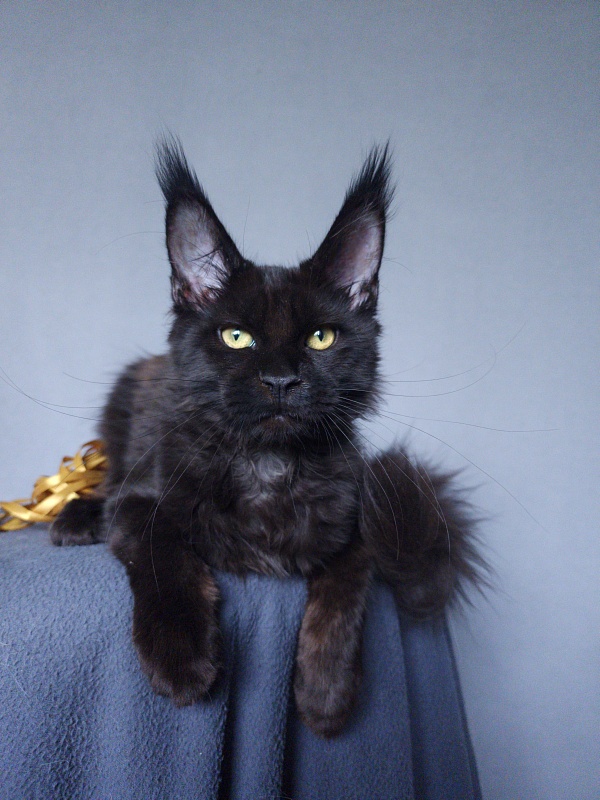 Zaika Akbars - Kitten maine-coon 3 months 3.5 weeks