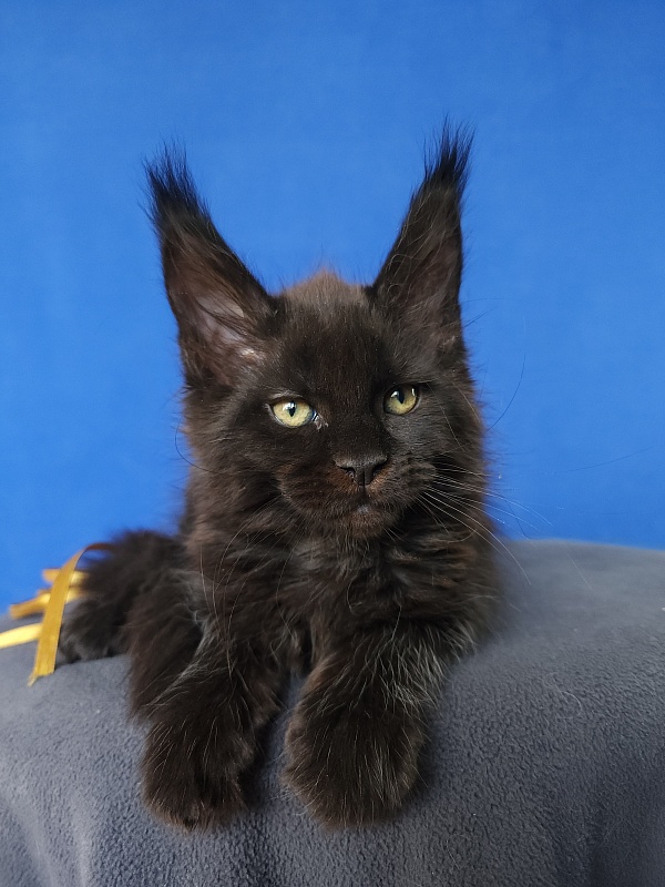 Zaika Akbars - Kitten maine-coon 1 month 3.5 weeks