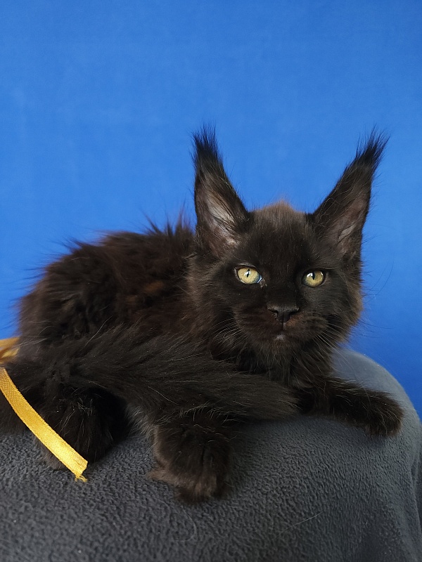 Zaika Akbars - Kitten maine-coon 1 month 3.5 weeks