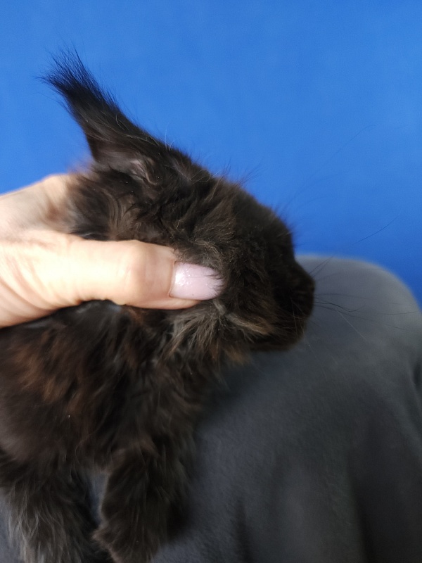 Zaika Akbars - Kitten maine-coon 1 month 3.5 weeks