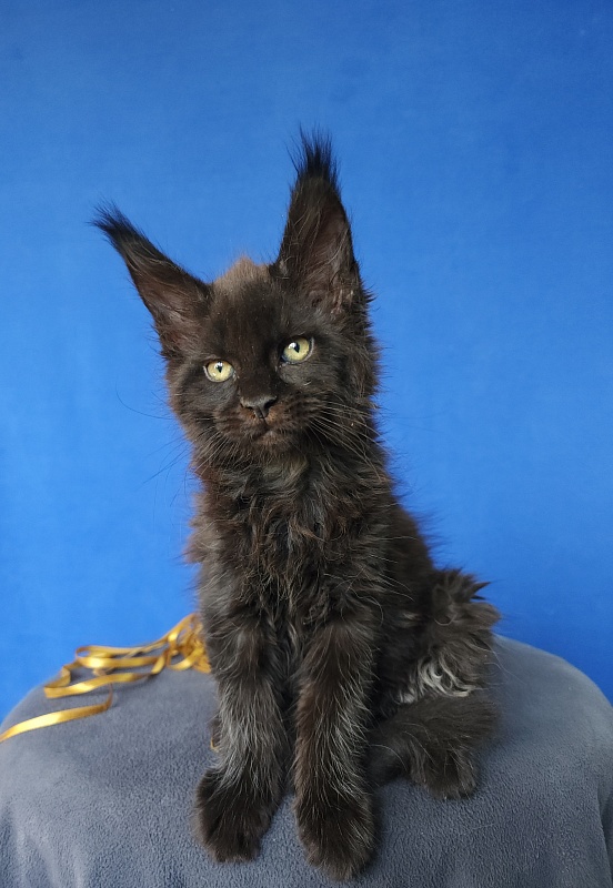 Zaika Akbars - Kitten maine-coon 1 month 3.5 weeks