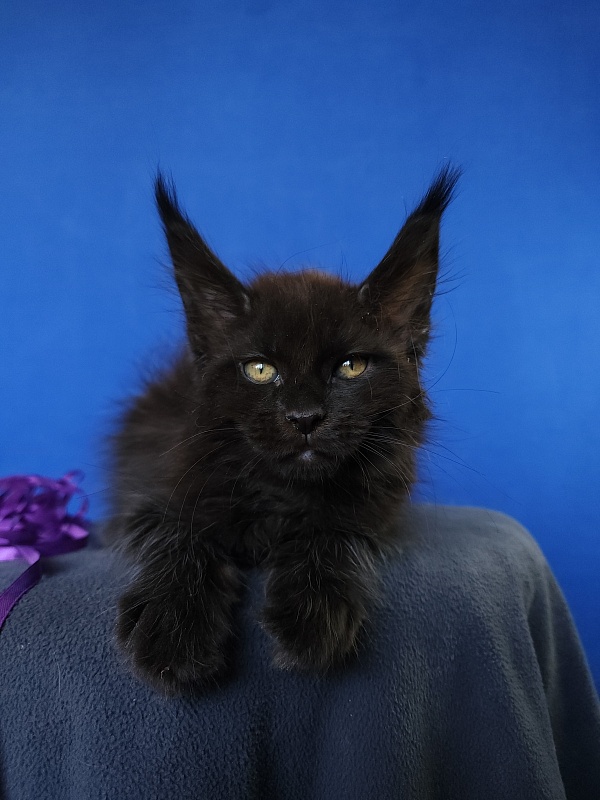 Zytty Akbars - Kitten maine-coon 1 month 3.5 weeks