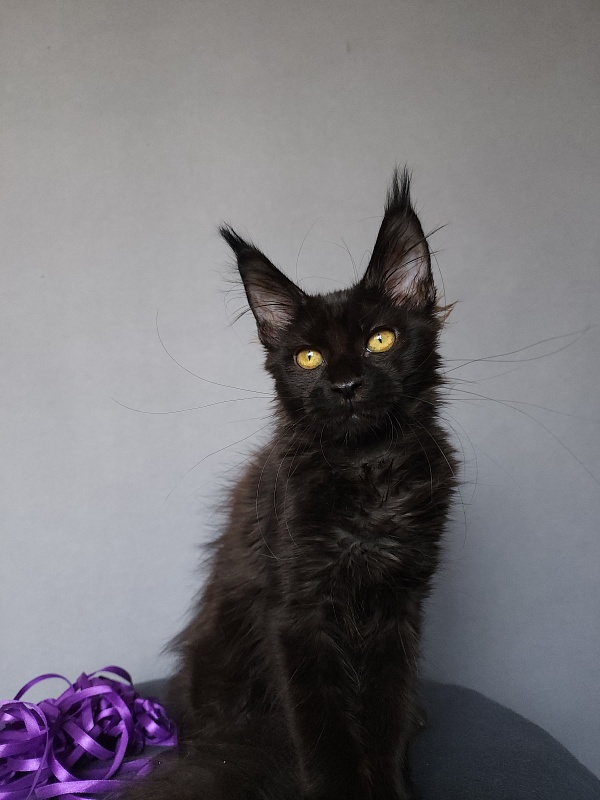 Zytty Akbars - Kitten maine-coon 3.5 months