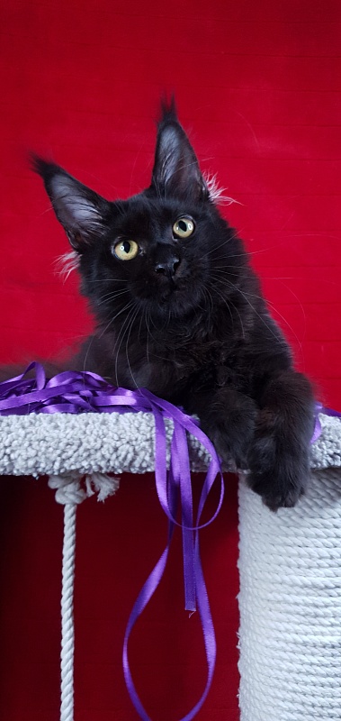 Zytty Akbars - Kitten maine-coon 4 months 3 weeks