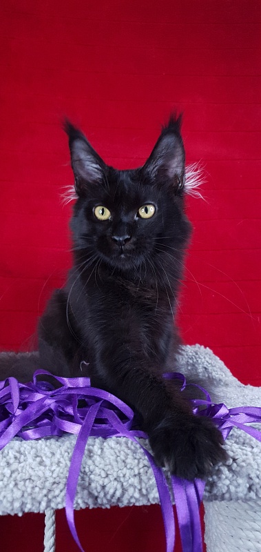 Zytty Akbars - Kitten maine-coon 4 months 3 weeks