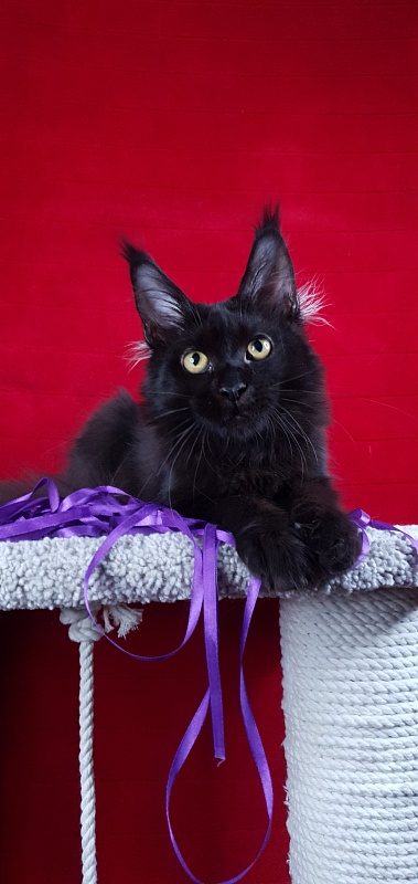 Zytty Akbars - Kitten maine-coon 4 months 3 weeks