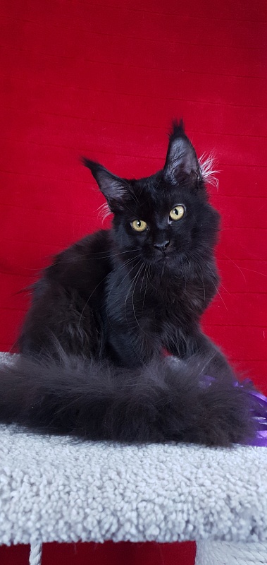Zytty Akbars - Kitten maine-coon 4 months 3 weeks