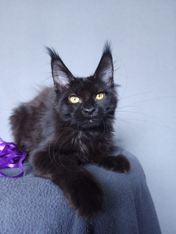 Zytty Akbars - Kitten maine-coon 3 months 3.5 weeks