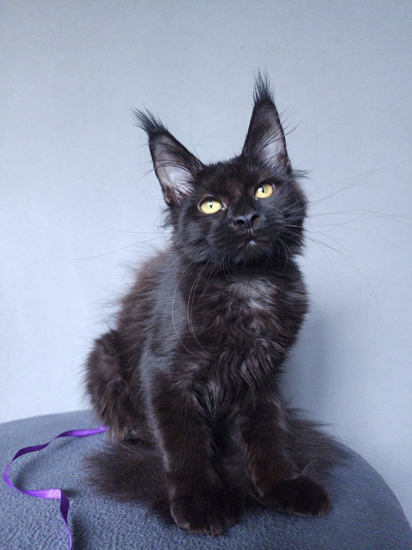 Zytty Akbars - Kitten maine-coon 3 months 3.5 weeks