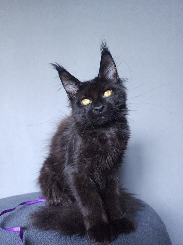 Zytty Akbars - Kitten maine-coon 3 months 3.5 weeks
