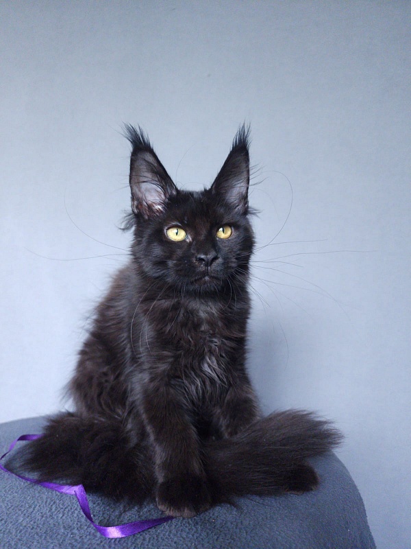Zytty Akbars - Kitten maine-coon 3 months 3.5 weeks
