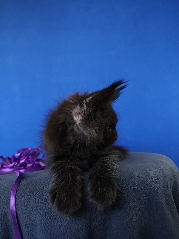 Zytty Akbars - Kitten maine-coon 1 month 3.5 weeks