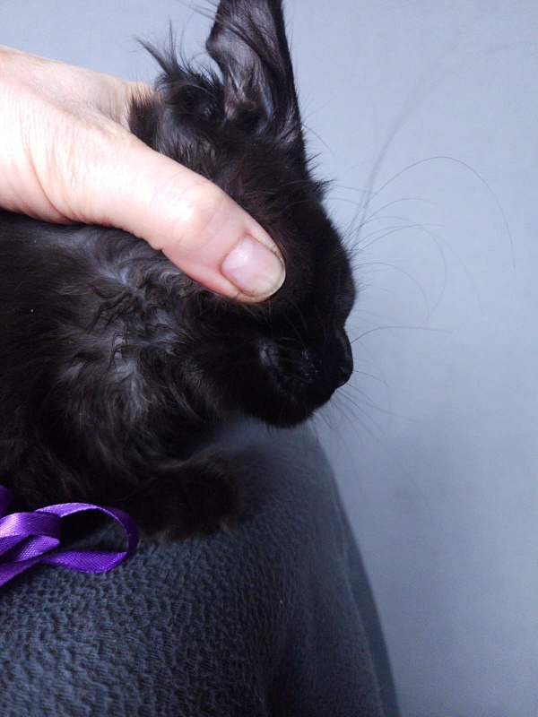 Zytty Akbars - Kitten maine-coon 3 months 3.5 weeks