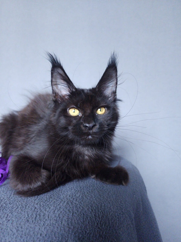 Zytty Akbars - Kitten maine-coon 3 months 3.5 weeks