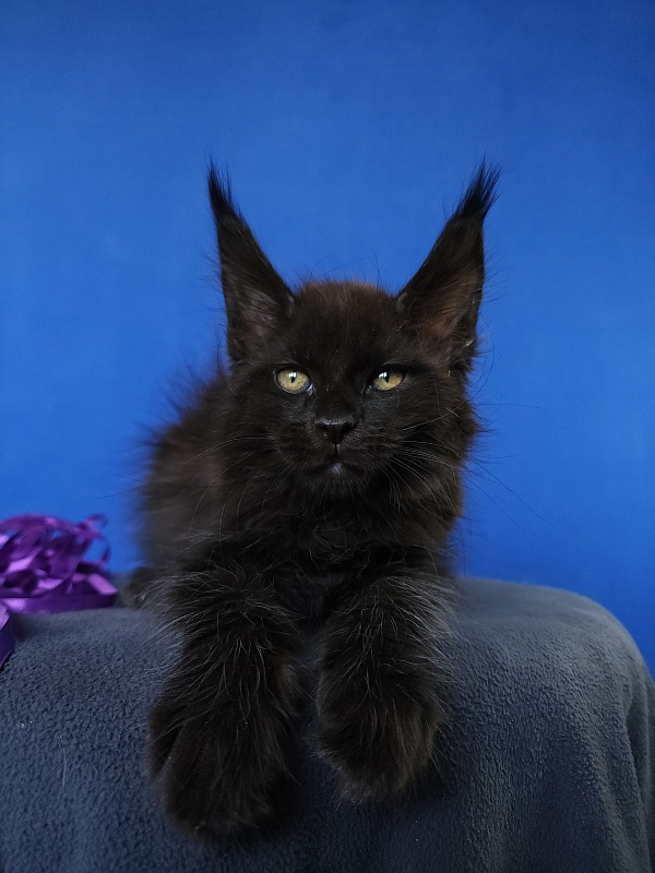 Zytty Akbars - Kitten maine-coon 1 month 3.5 weeks