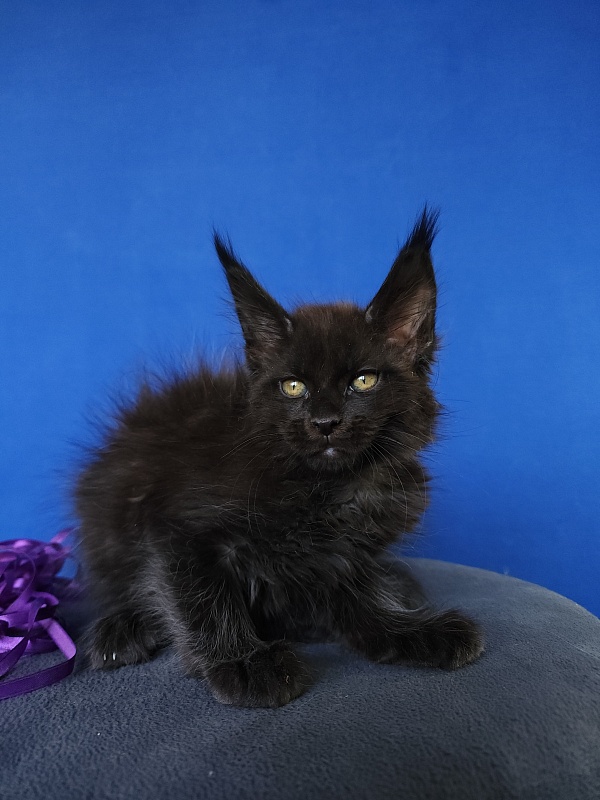 Zytty Akbars - Kitten maine-coon 1 month 3.5 weeks