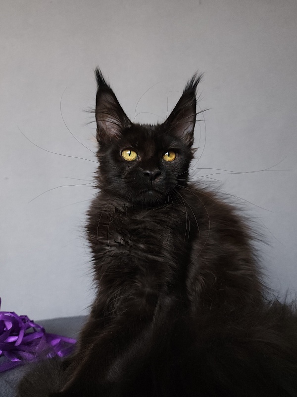 Zytty Akbars - Kitten maine-coon 3.5 months