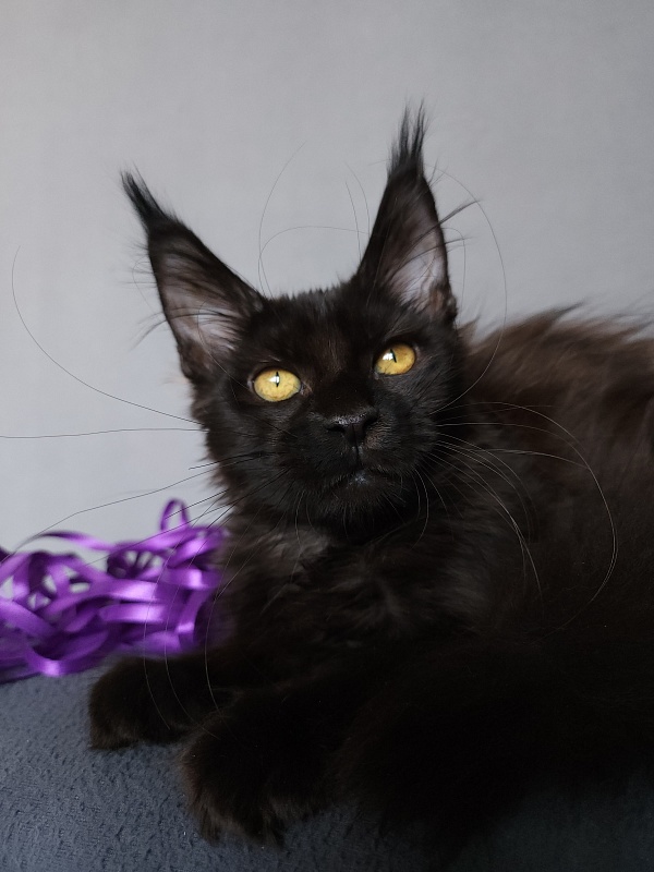 Zytty Akbars - Kitten maine-coon 3.5 months