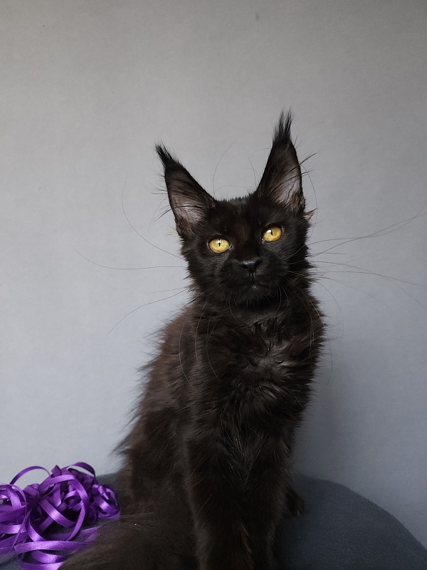 Zytty Akbars - Kitten maine-coon 3.5 months