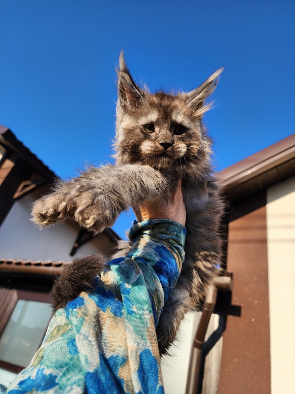 Alkor Akbars (polydactyl 66/66) - Kitten maine-coon 1 month 3 weeks
