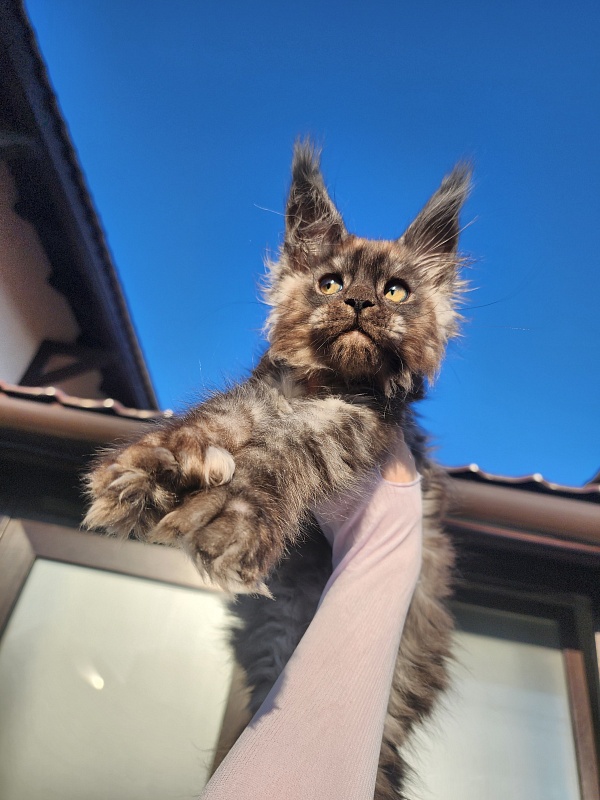 Alkor Akbars (polydactyl 66/66) - Kitten maine-coon 2 months 3 weeks
