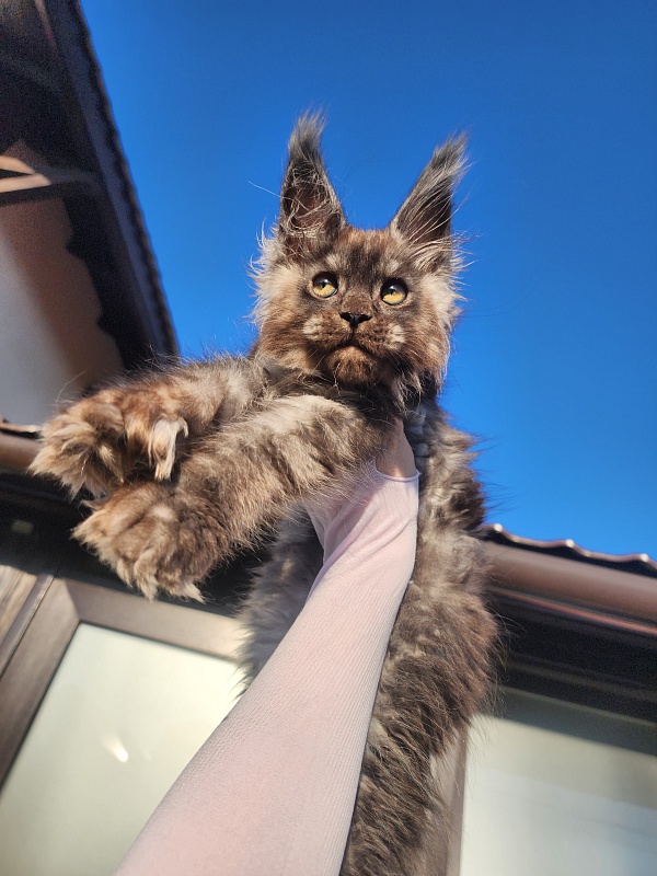 Alkor Akbars (polydactyl 66/66) - Kitten maine-coon 2 months 3 weeks