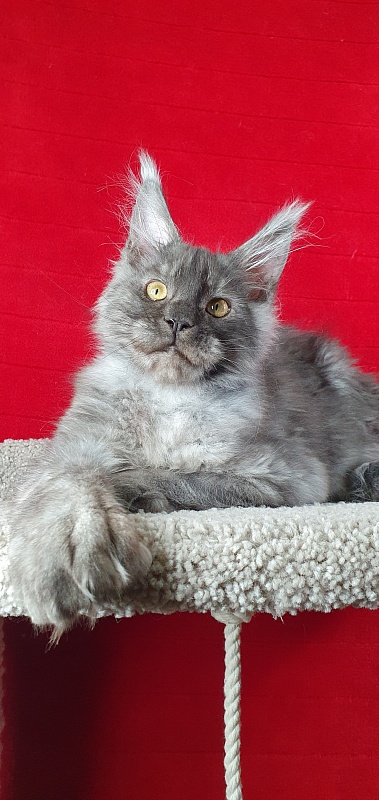 Alkor Akbars (polydactyl 66/66) - Kitten maine-coon 4 months 1.5 week