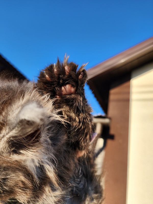 Alkor Akbars (polydactyl 66/66) - Kitten maine-coon 1 month 3 weeks