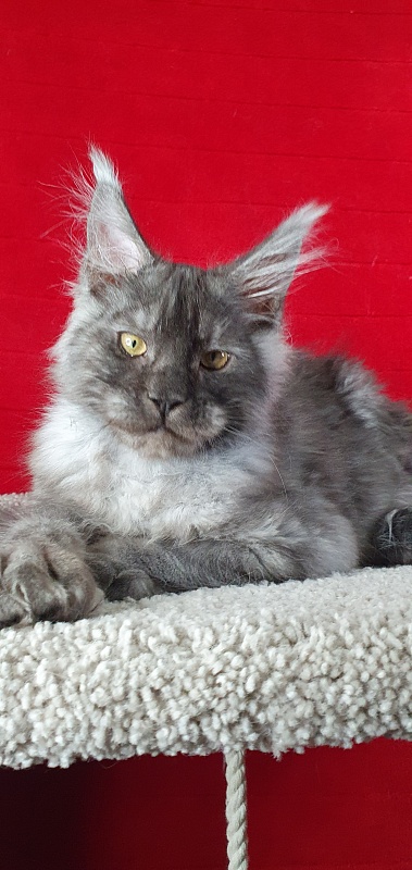 Alkor Akbars (polydactyl 66/66) - Kitten maine-coon 4 months 1.5 week