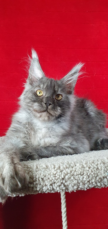 Alkor Akbars (polydactyl 66/66) - Kitten maine-coon 4 months 1.5 week