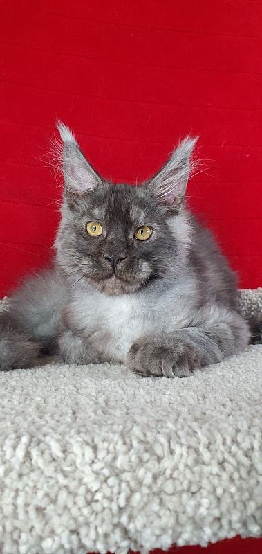 Alkor Akbars (polydactyl 66/66) - Kitten maine-coon 4 months 1.5 week
