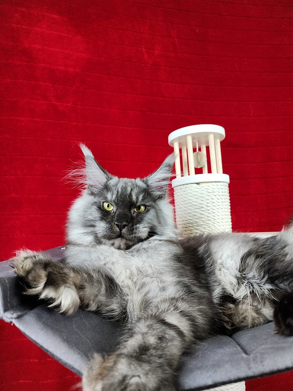 Alkor Akbars (polydactyl 66/66) - Kitten maine-coon 6 months