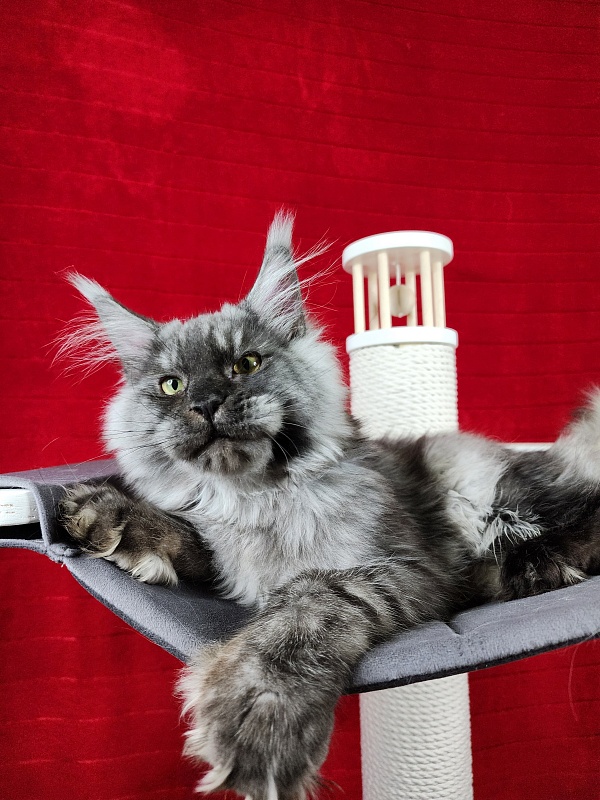Alkor Akbars (polydactyl 66/66) - Kitten maine-coon 6 months