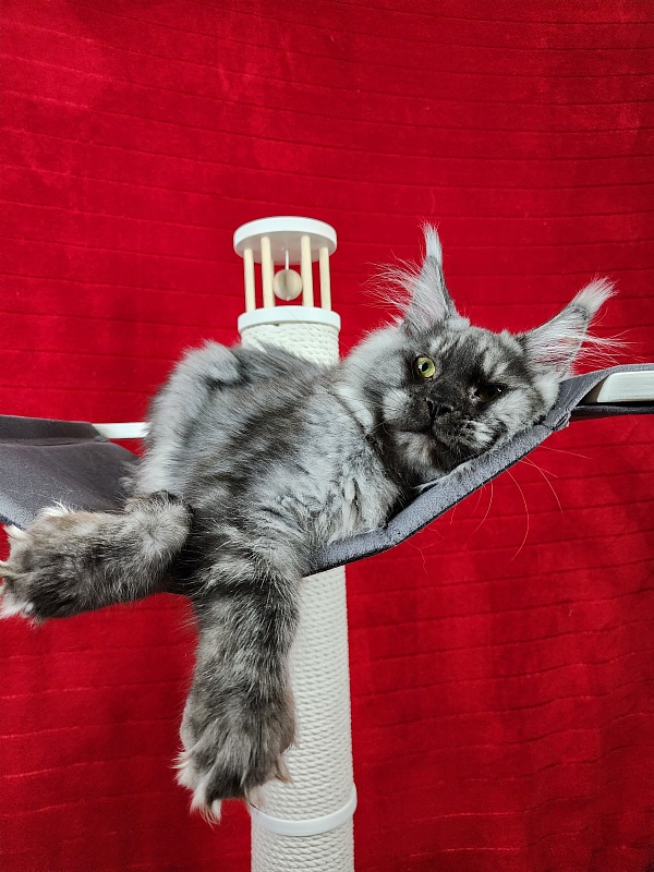 Alkor Akbars (polydactyl 66/66) - Kitten maine-coon 6 months