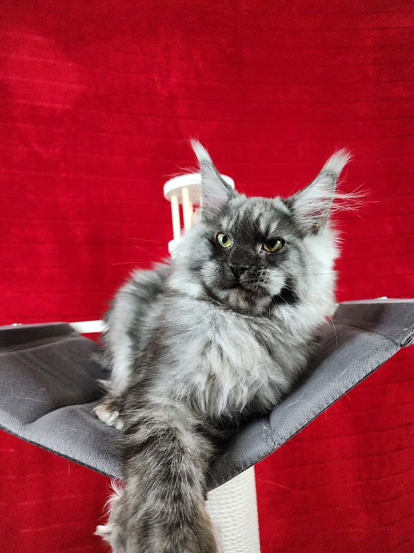 Alkor Akbars (polydactyl 66/66) - Kitten maine-coon 6 months