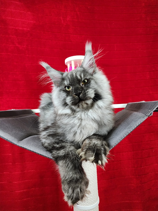 Alkor Akbars (polydactyl 66/66) - Kitten maine-coon 6 months
