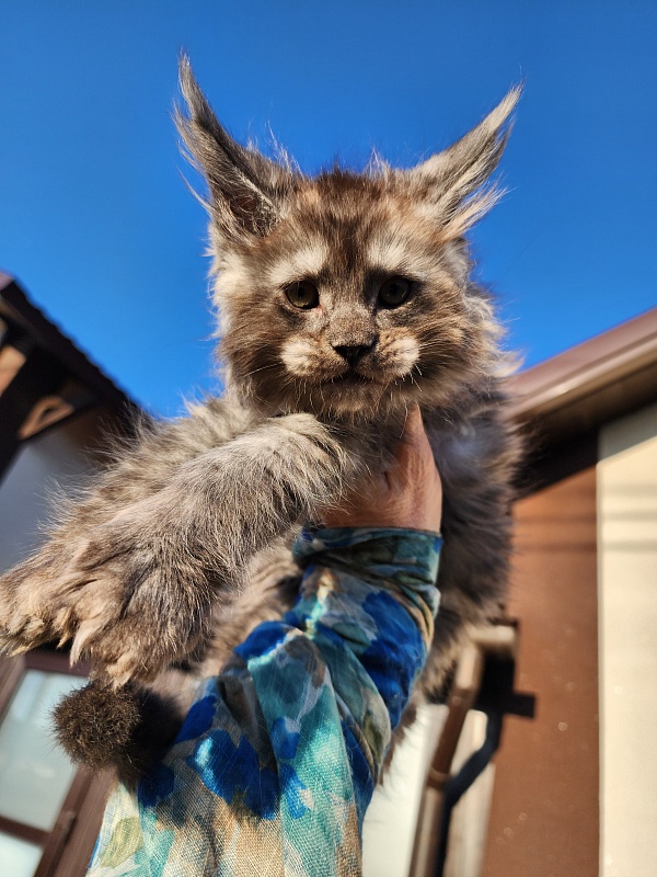 Alkor Akbars (polydactyl 66/66) - Kitten maine-coon 1 month 3 weeks