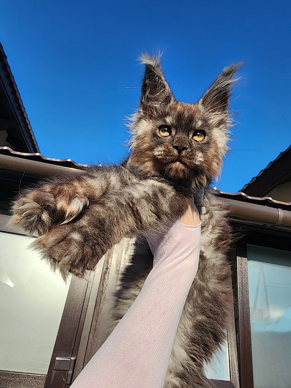 Alkor Akbars (polydactyl 66/66) - Kitten maine-coon 2 months 3 weeks