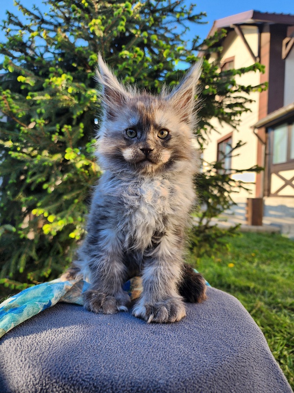 Alkor Akbars (polydactyl 66/66) - Kitten maine-coon 1 month 3 weeks