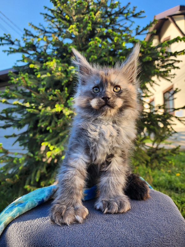 Alkor Akbars (polydactyl 66/66) - Kitten maine-coon 1 month 3 weeks