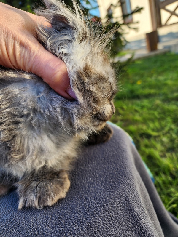 Alkor Akbars (polydactyl 66/66) - Kitten maine-coon 1 month 3 weeks