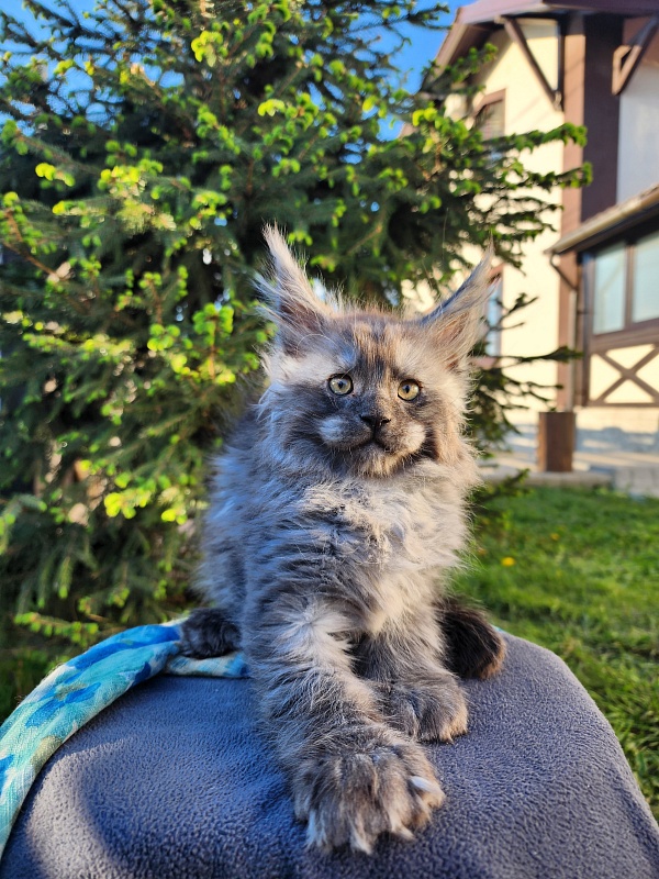 Alkor Akbars (polydactyl 66/66) - Kitten maine-coon 1 month 3 weeks