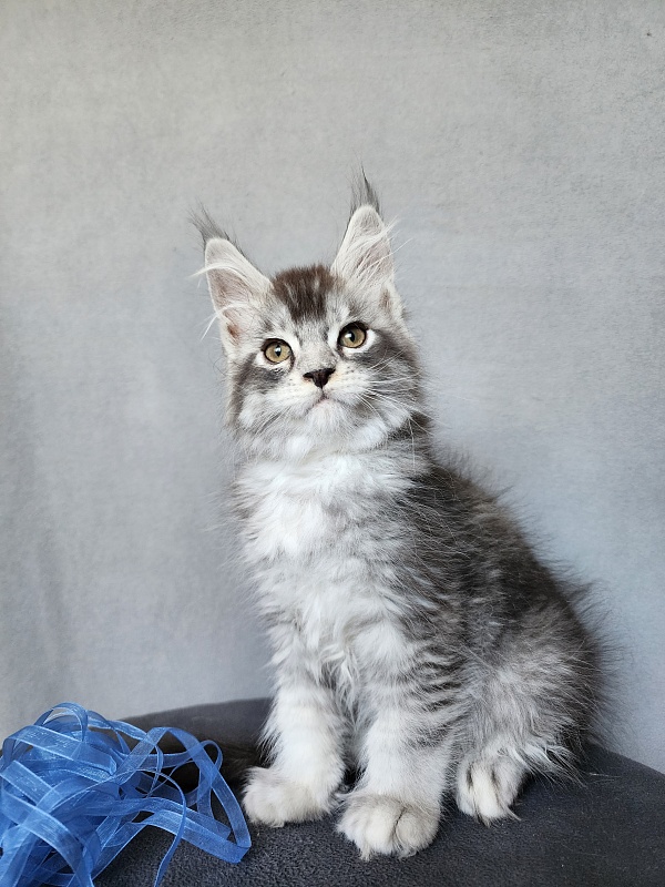 Boss Cat Akbars - Kitten maine-coon 2 months 1 week