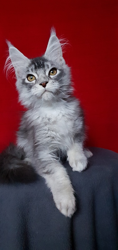 Boss Cat Akbars - Kitten maine-coon 4.5 months