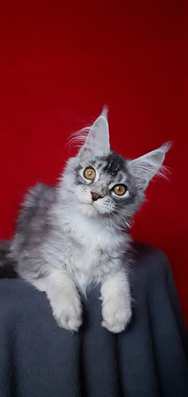 Boss Cat Akbars - Kitten maine-coon 4.5 months